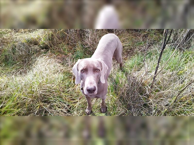 Weimaraner Welpen vom Zwinger Spirit-of-Eywa