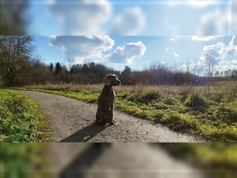 Weimaraner Welpen vom Zwinger Spirit-of-Eywa