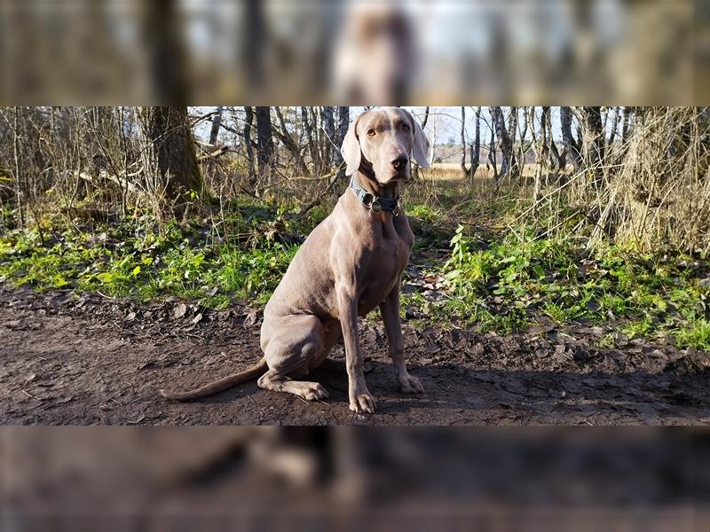 Weimaraner Welpen vom Zwinger Spirit-of-Eywa