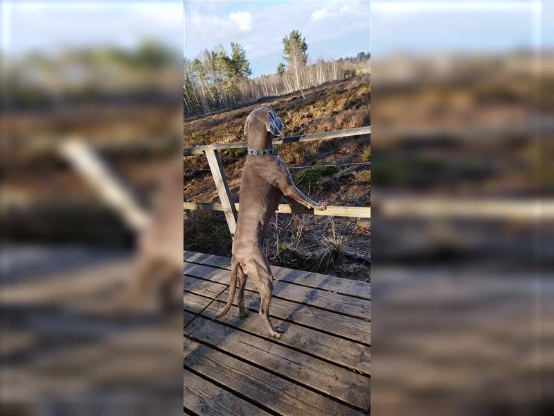 Weimaraner Welpen vom Zwinger Spirit-of-Eywa