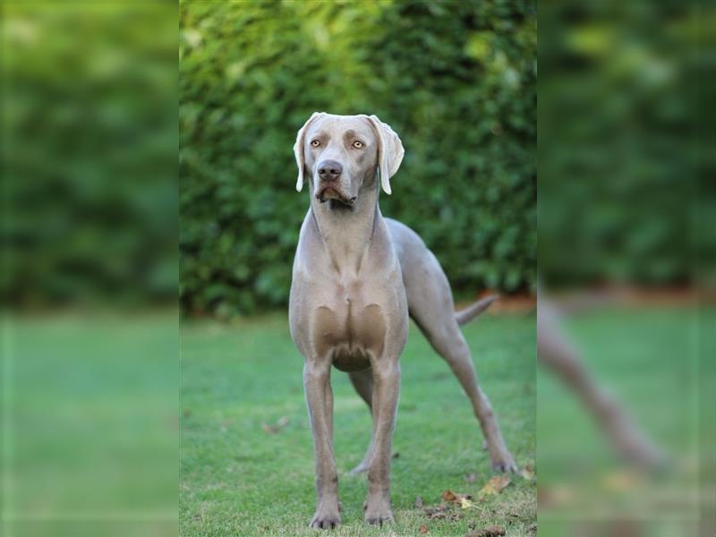 Weimaraner Welpen vom Zwinger Spirit-of-Eywa