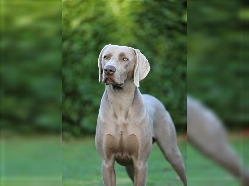 Weimaraner Welpen vom Zwinger Spirit-of-Eywa