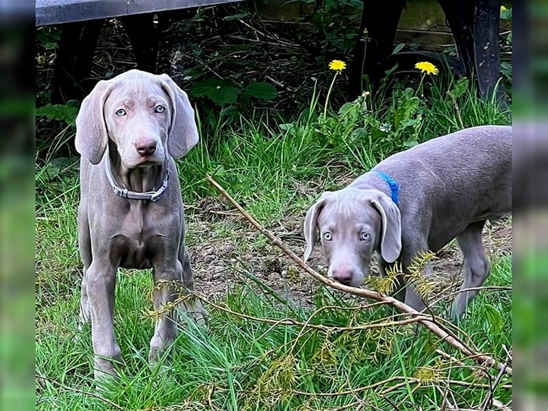 Reinrassige Weimaraner Welpen Kurzhaar Silber