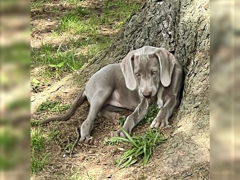 Reinrassige Weimaraner Welpen Kurzhaar Silber