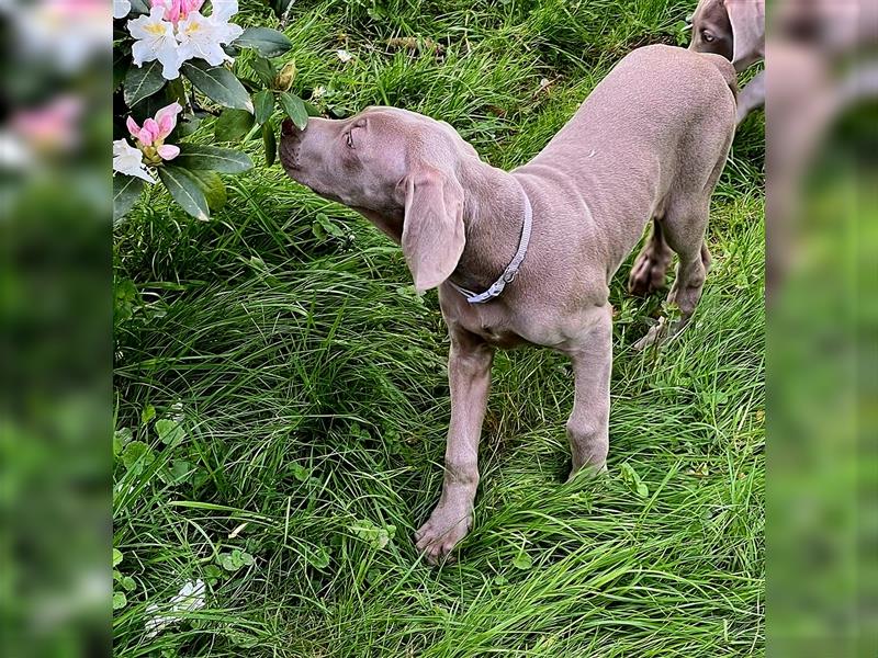 Reinrassige Weimaraner Welpen Kurzhaar Silber