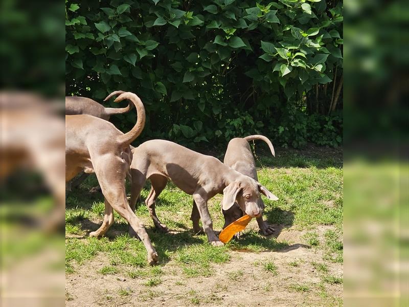 Reinrassige Weimaraner Welpen Kurzhaar Silber