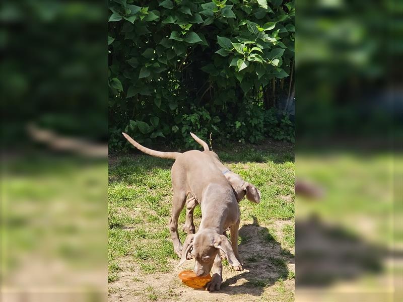 Reinrassige Weimaraner Welpen Kurzhaar Silber