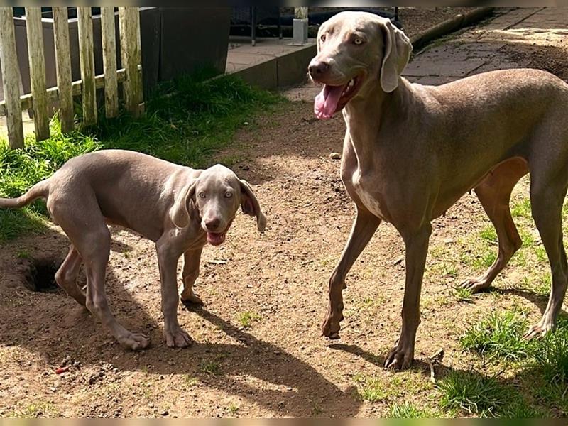 Reinrassige Weimaraner Welpen Kurzhaar Silber