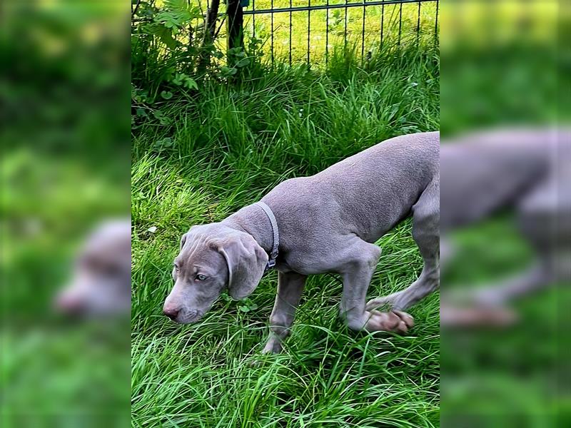 Reinrassige Weimaraner Welpen Kurzhaar Silber