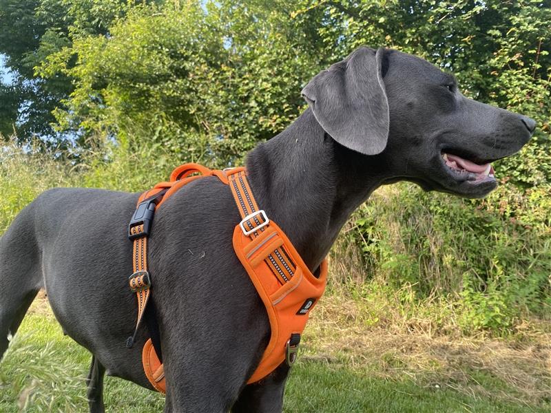 1,5 Jahre alte blaue Weimaranerhündin