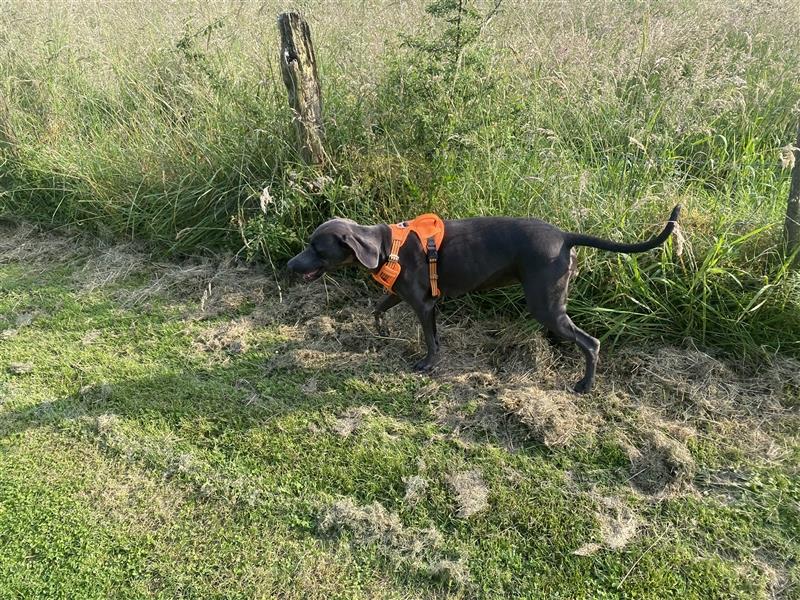 1,5 Jahre alte blaue Weimaranerhündin