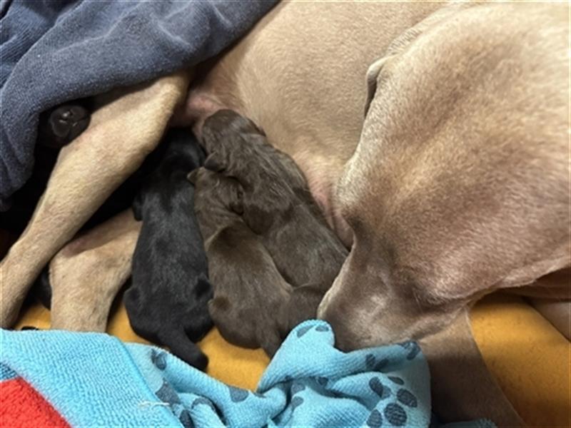 Australian Kelpie - Weimaraner Welpen