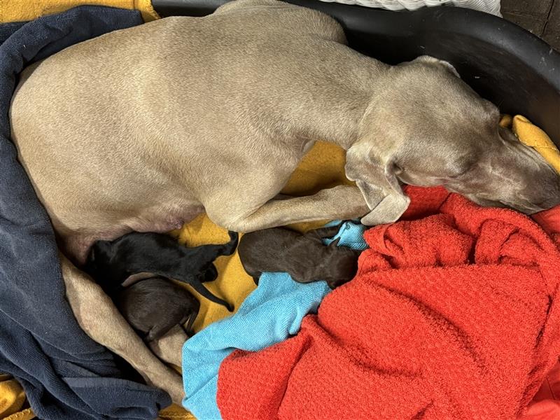 Australian Kelpie - Weimaraner Welpen