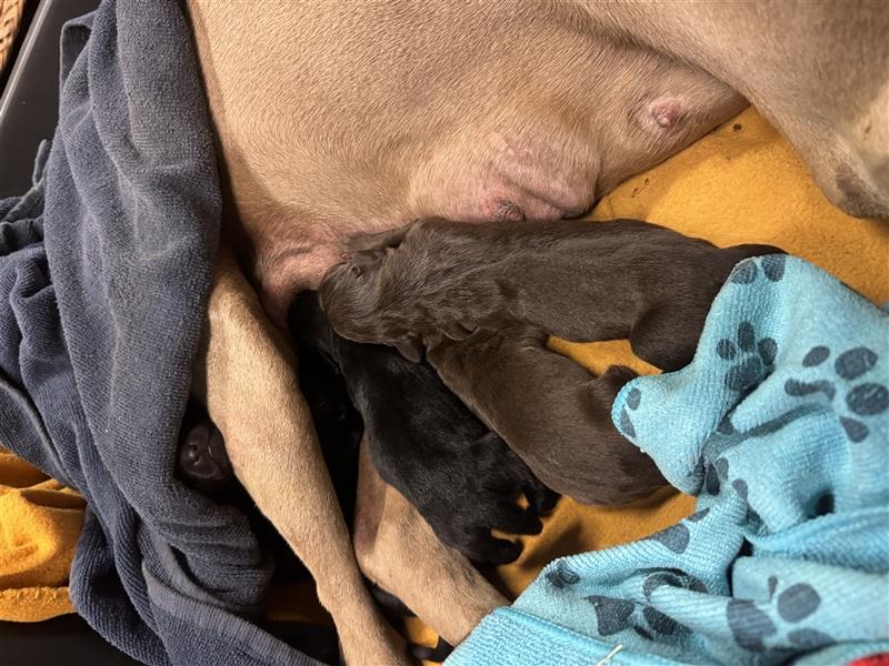 Australian Kelpie - Weimaraner Welpen