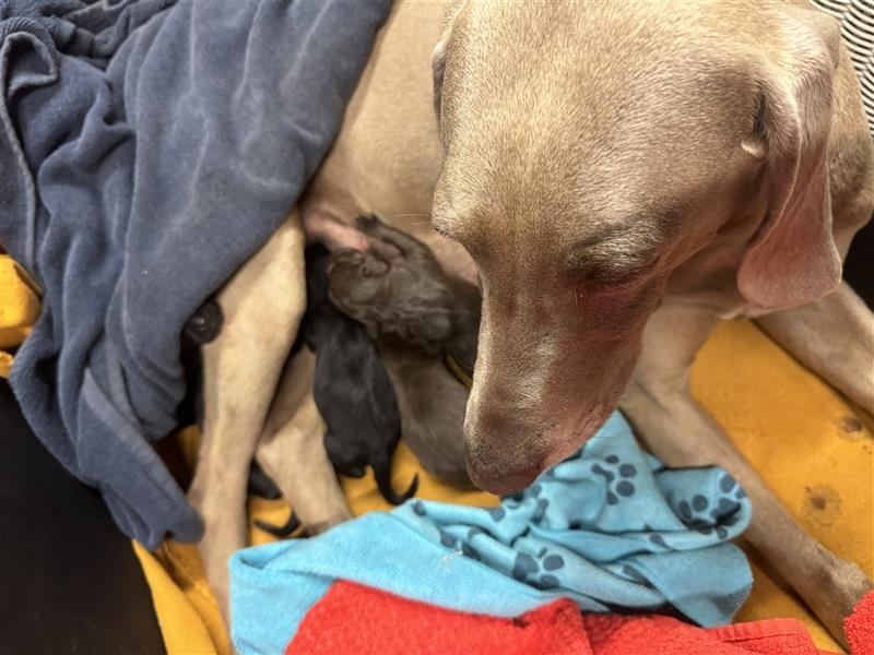 Australian Kelpie - Weimaraner Welpen