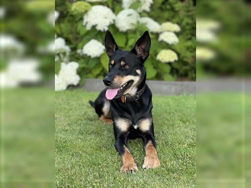 Australian Kelpie - Weimaraner Welpen