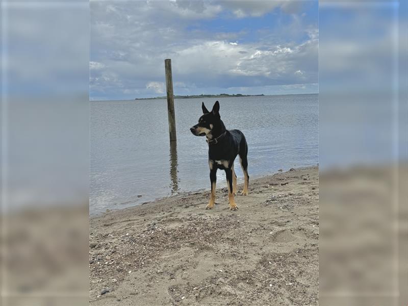 Australian Kelpie - Weimaraner Welpen