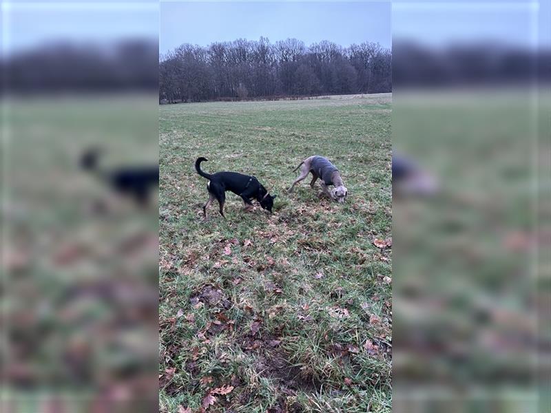 Australian Kelpie - Weimaraner Welpen