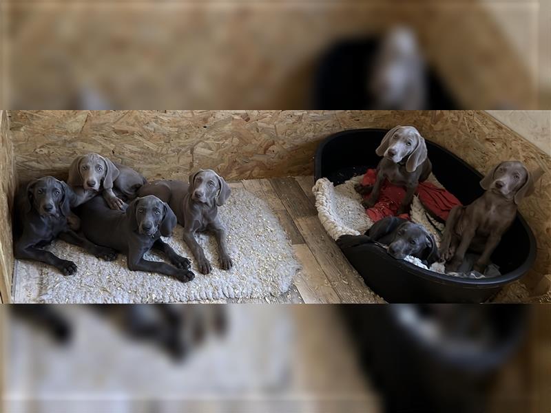 Weimaraner Welpen, Hündin, Kurzhaar, 1x Silber/1x Blau