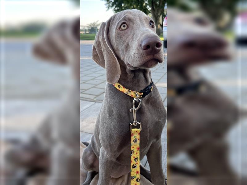 Weimaraner Welpen, Hündin, Kurzhaar, 1x Silber/1x Blau