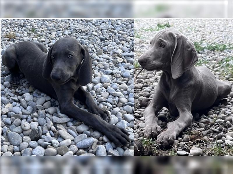 ABGABEBEREIT! Weimaraner Welpen, Hündin, silber