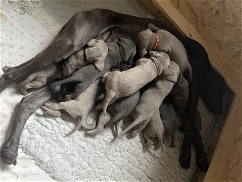 ABGABEBEREIT! Weimaraner Welpen, Hündin, silber