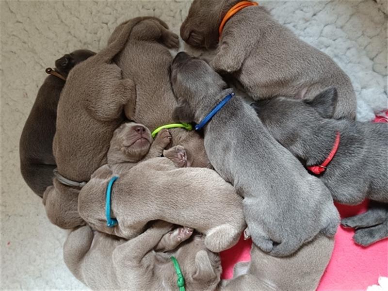 ABGABEBEREIT! Weimaraner Welpen, Hündin, silber