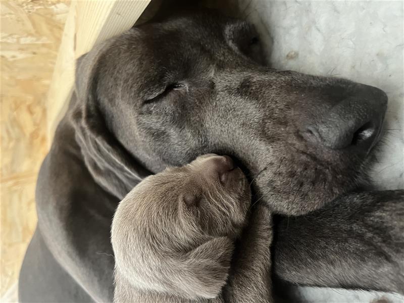 ABGABEBEREIT! Weimaraner Welpen, Hündin, silber