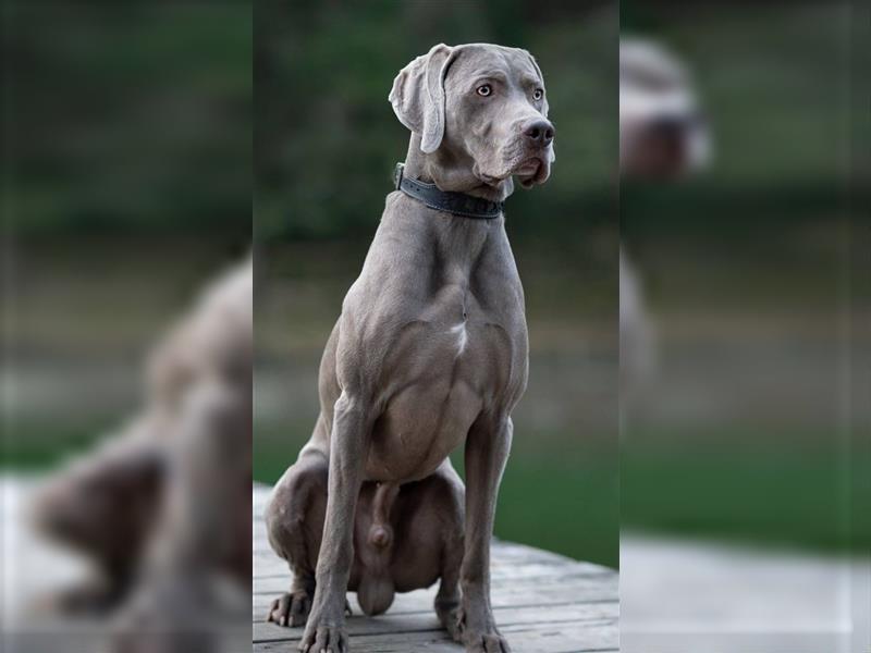 ABGABEBEREIT! Weimaraner Welpen, Hündin, silber