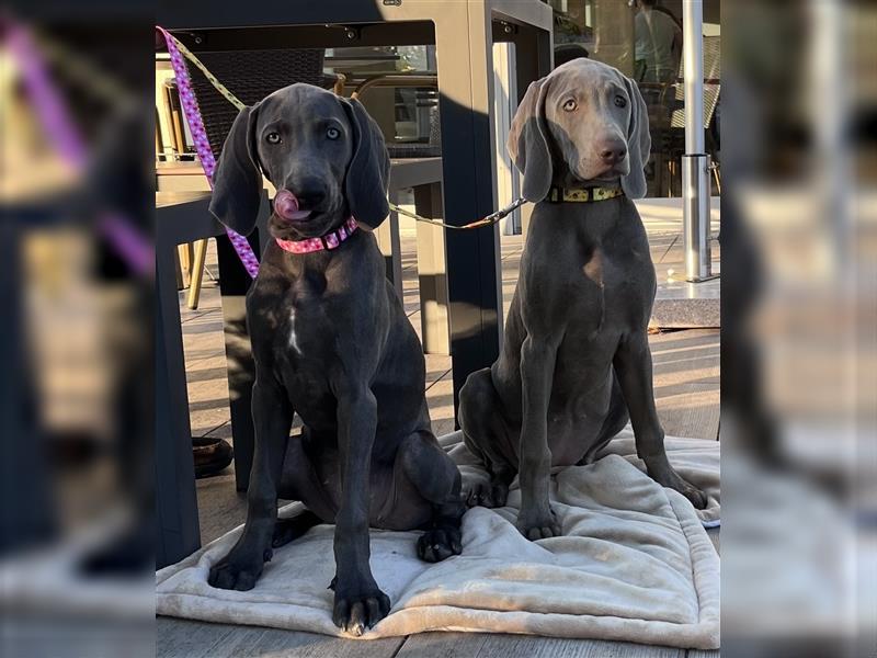 ABGABEBEREIT! Weimaraner Welpen, Hündin, silber