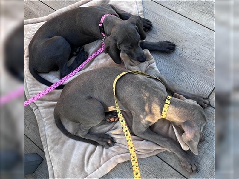 ABGABEBEREIT! Weimaraner Welpen, Hündin, silber