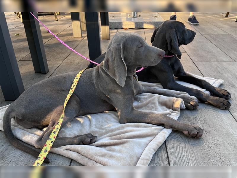 ABGABEBEREIT! Weimaraner Welpen, Hündin, silber