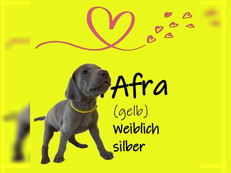 ABGABEBEREIT! Weimaraner Welpen, Hündin, silber