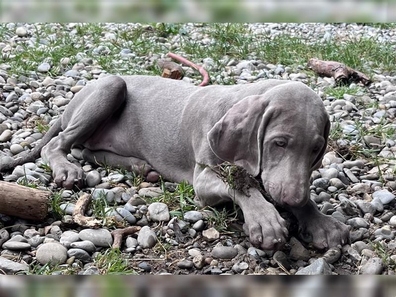 ABGABEBEREIT! Weimaraner Welpen, Hündin, silber