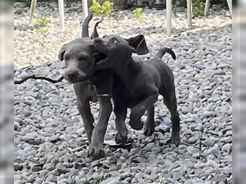 ABGABEBEREIT! Weimaraner Welpen, Hündin, silber