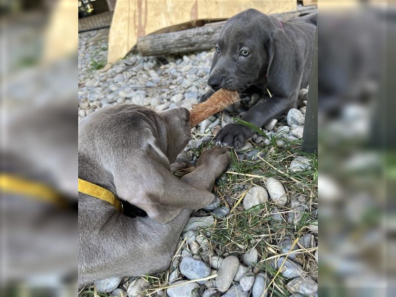 ABGABEBEREIT! Weimaraner Welpen, Hündin, silber