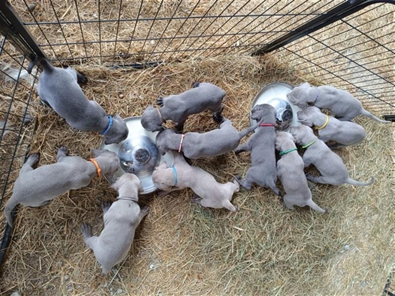 ABGABEBEREIT! Weimaraner Welpen, Hündin, silber