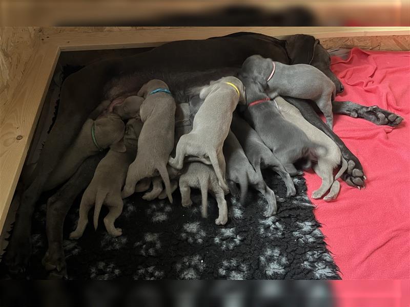 ABGABEBEREIT! Weimaraner Welpen, Hündin, silber