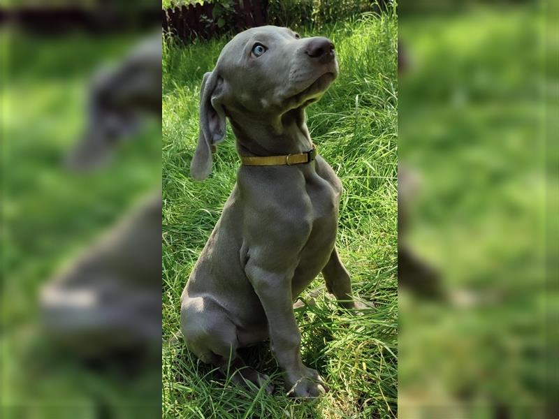 Weimaraner Welpen, Hündin, Kurzhaar, Silber