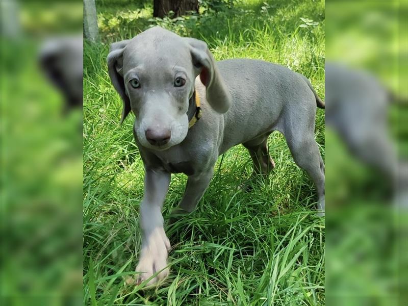 Weimaraner Welpen, Hündin, Kurzhaar, Silber