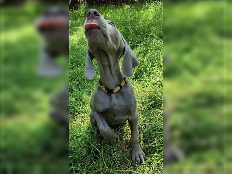 Weimaraner Welpen, Hündin, Kurzhaar, Silber