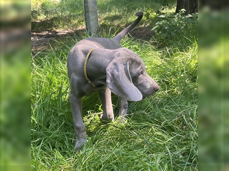 Weimaraner Welpen, Hündin, Kurzhaar, Silber