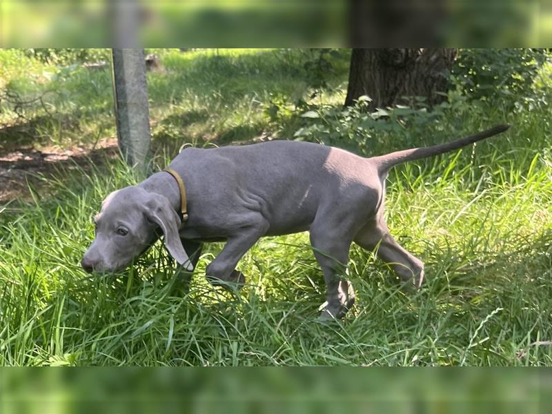 Weimaraner Welpen, Hündin, Kurzhaar, Silber