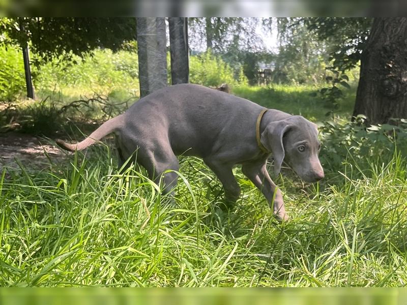 Weimaraner Welpen, Hündin, Kurzhaar, Silber