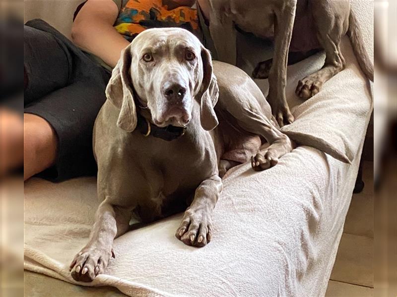 Weltbeste Weimaranerhündin sucht ein liebevolles Zuhause