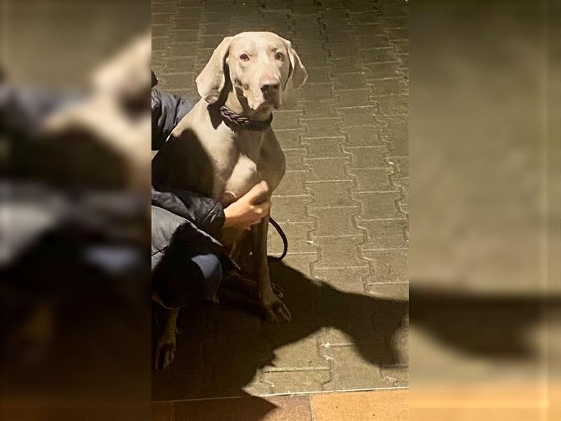 Weltbeste Weimaranerhündin sucht ein liebevolles Zuhause