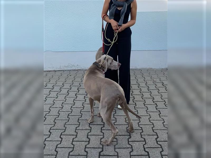 Weltbeste Weimaranerhündin sucht ein liebevolles Zuhause