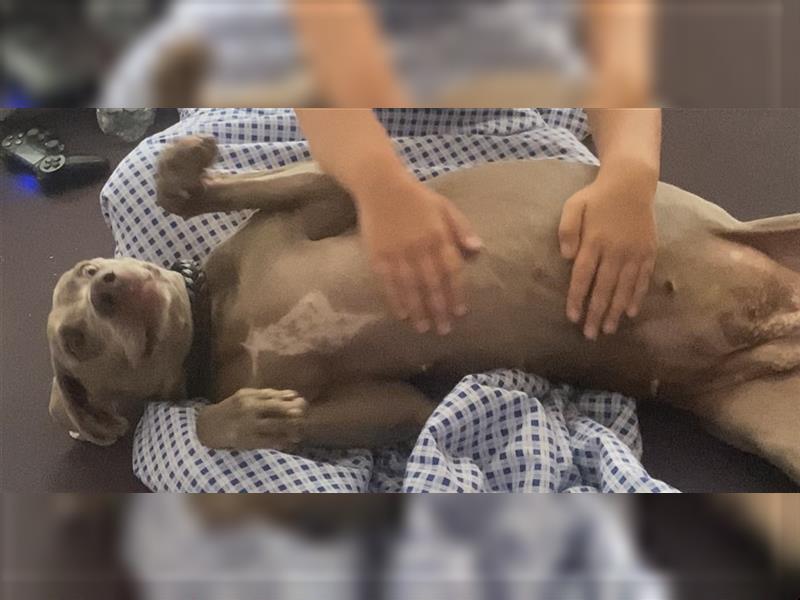 Weltbeste Weimaranerhündin sucht ein liebevolles Zuhause