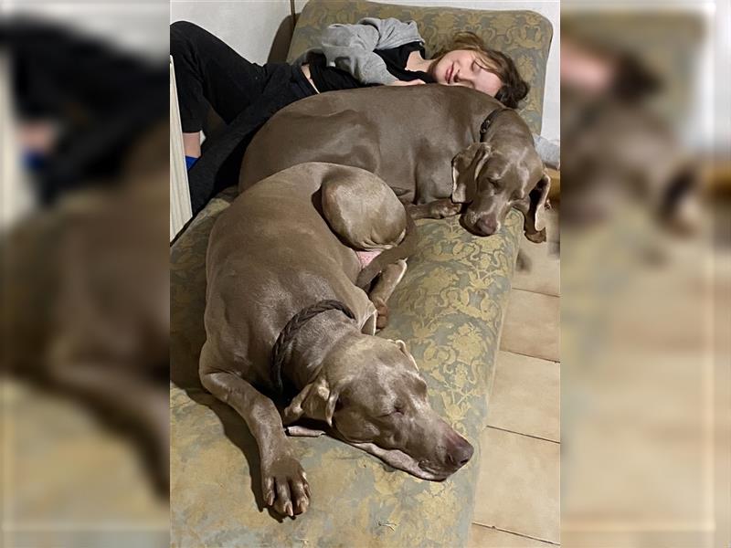 Weltbeste Weimaranerhündin sucht ein liebevolles Zuhause