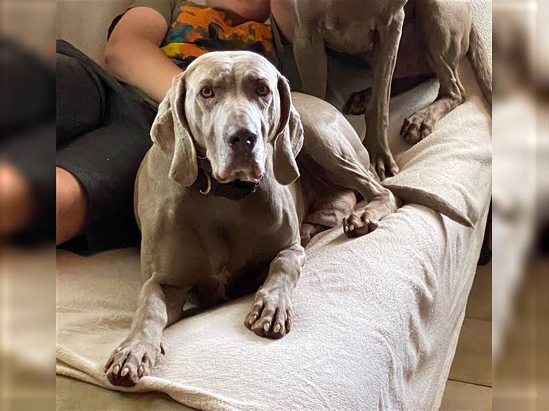 Weltbeste Weimaranerhündin sucht ein liebevolles Zuhause